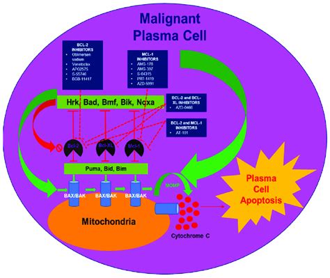 Bcl-2 family protein interactions and drug targeting inhibition of ...