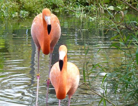 Travel Guide to Calgary Zoo , Alberta, Canada