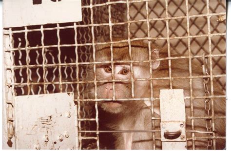 The Silver Spring Monkeys: The Case That Launched PETA | PETA