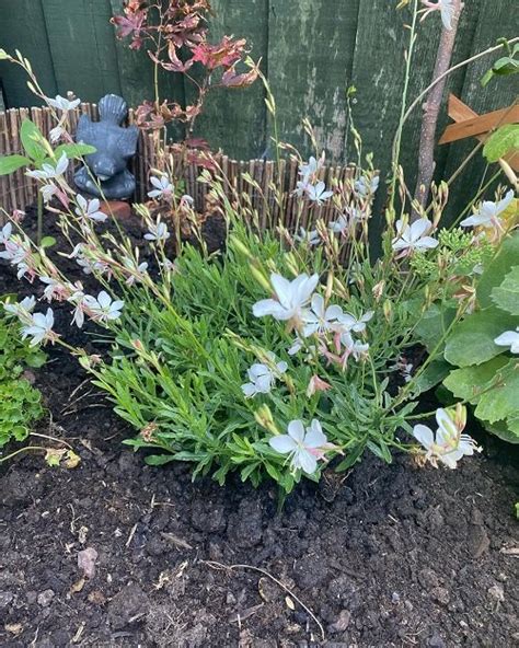 Gaura Plant Care | How to Grow Bee Blossom