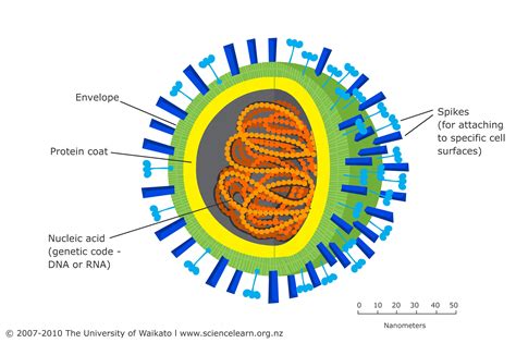 Rubeola Virus Structure