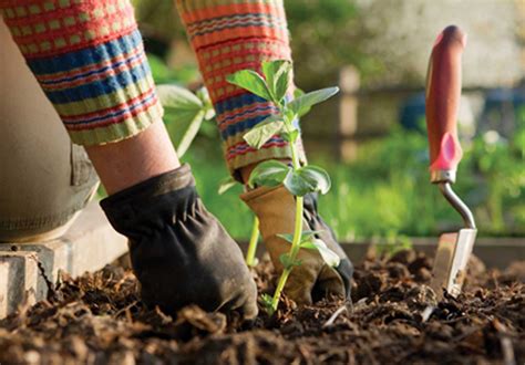 How Rikers Island uses gardening therapy to improve inmates’ well-being ...