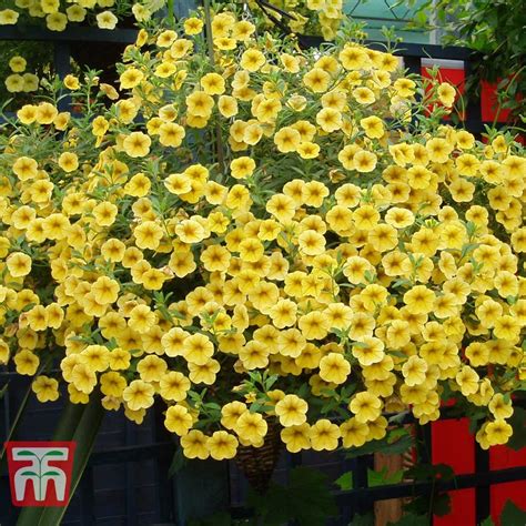 Calibrachoa 'Million Bells Yellow' | Thompson & Morgan