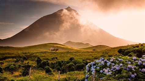 A bull in the foothills of Mount Pico on Pico Island in the Portuguese ...