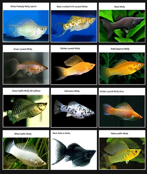 Can Different Types Of Mollies Breed - drtjmcffggh2