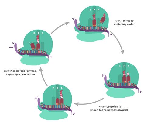 Genes to proteins: Central Dogma | BIO103: Human Biology