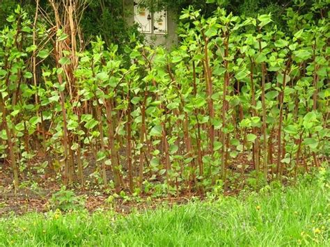 Knotweed: A proven solution for removal - City of Powell River