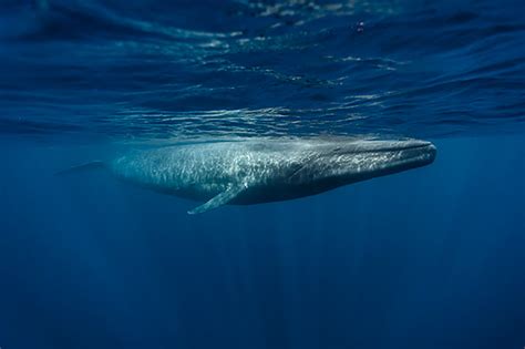 La Ballena Azul | Aquarium Costa de Almería