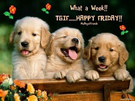 TGIF Happy Friday Pictures, Photos, and Images for Facebook, Tumblr ...