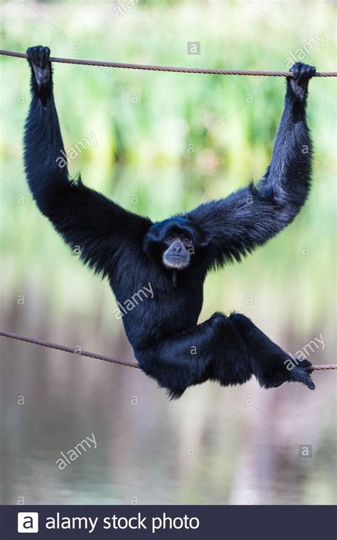 Relaxed posed and facial expressions of Black Gibbon seated, balancing ...