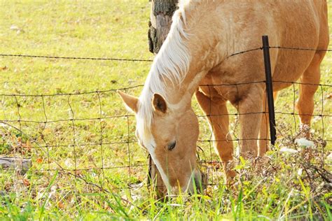 Best Wire Fencing for Horses (Types, Benefits, Tips, etc.) - Horse Rookie