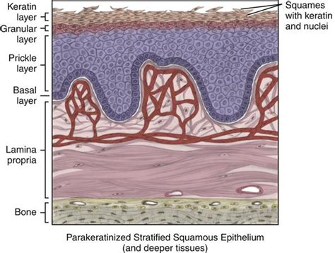 Lip Mucosa Histology | Sitelip.org