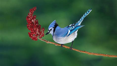 Blue Jays - KhushdeepGeta