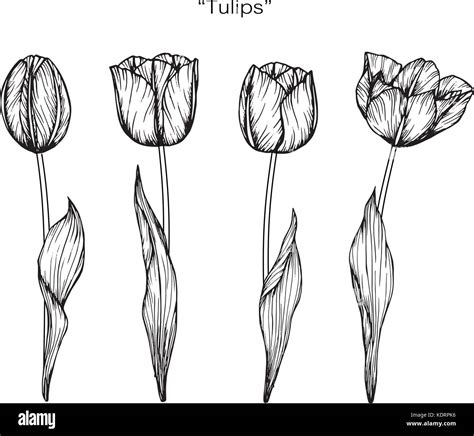 Tulip Pencil Drawing Flower Art Drawing Flower Line Drawings – NBKomputer