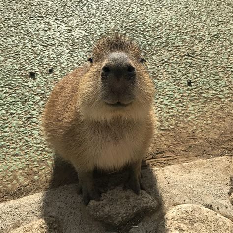 the origin of Gort : r/capybara