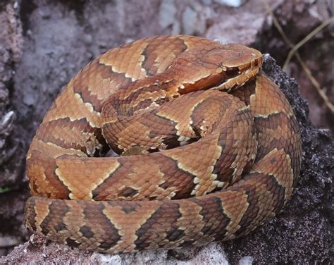 Cottonmouth Water Moccasin On Rock At Fenney Nature Trail - Villages ...