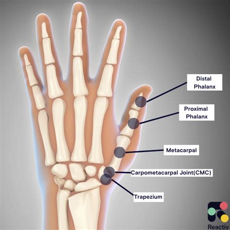 Thumb Soft Tissue Anatomy