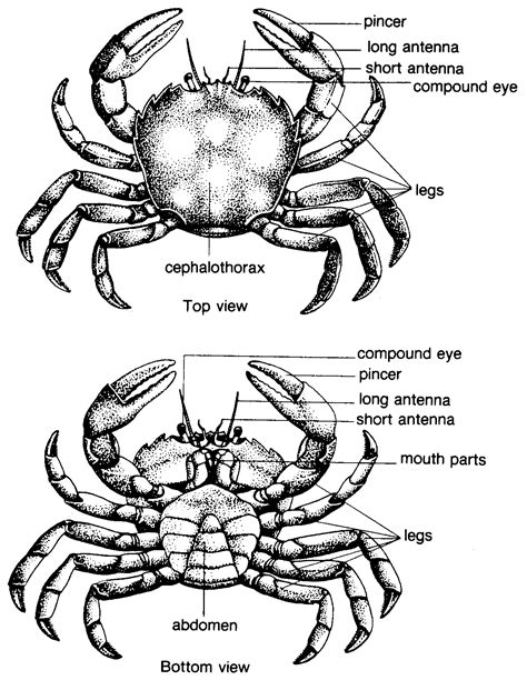 Fish anatomy, Marine biology, Crab