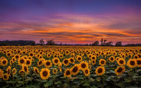 Sunflower Field Mac Wallpaper Download | AllMacWallpaper