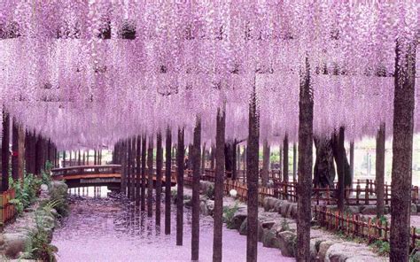 Where to See the Best Wisteria Blooms in Japan This Spring