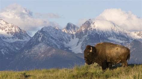 Bison Wallpapers - Wallpaper Cave