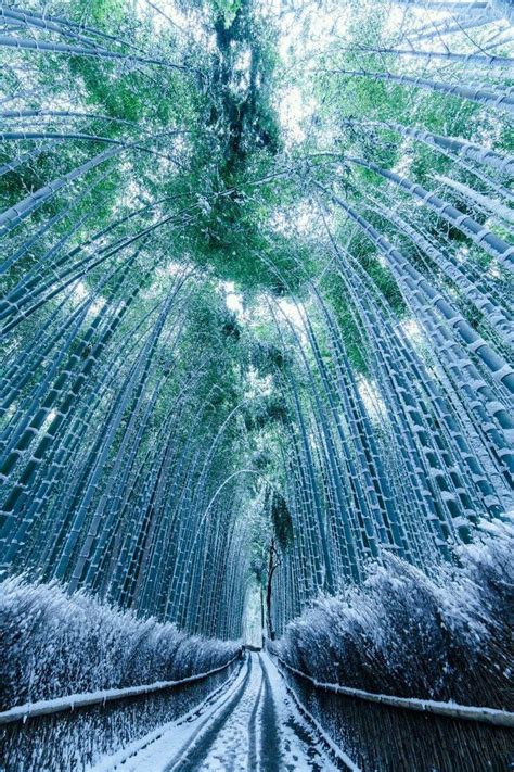 Arashiyama bamboo grove, winter. | Winter in japan, Japanese landscape ...