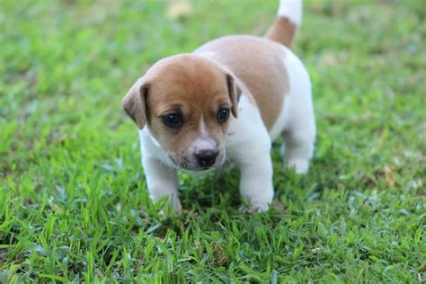 Jack Russell Terrier Puppies: Everything You Need to Know | The Dog ...