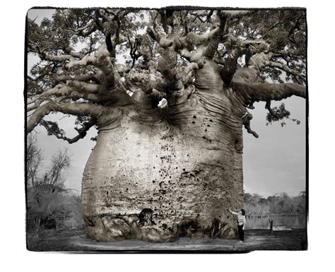 A Photographer's Journey With the Ancient Baobabs of Madagascar - Atlas ...