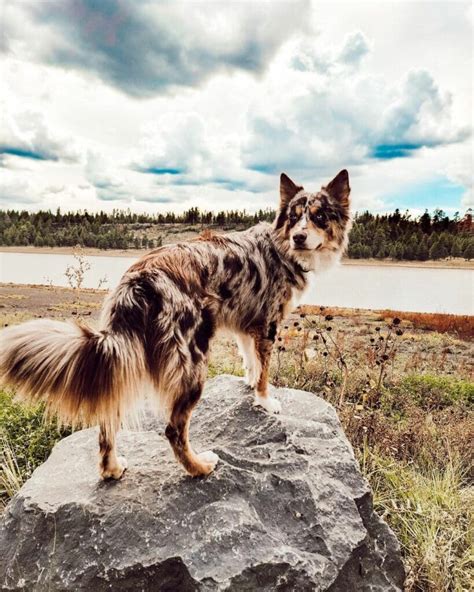 Australian Shepherd Husky Mix (Aussie Siberian Guide)