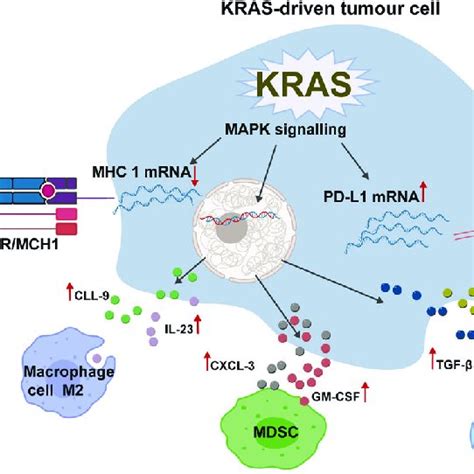 The clinical development of KRAS (G12C) inhibitors | Download ...