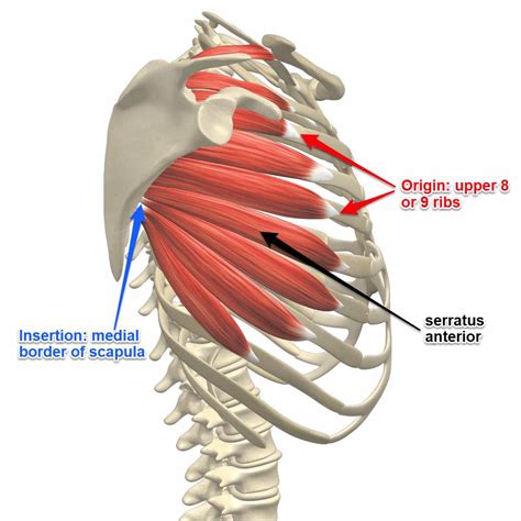 Serratus Anterior Muscle Contraction - Dr. Justin Dean