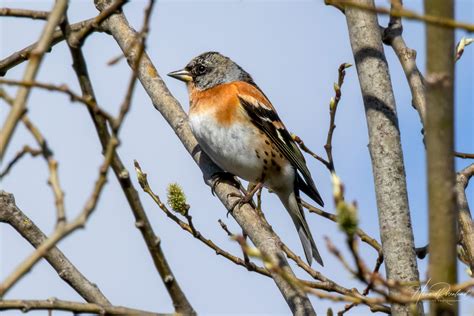 True Finches | Wildlife Vagabond