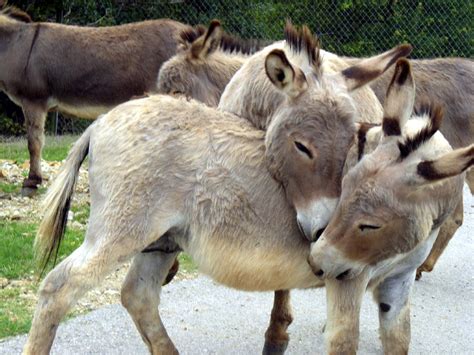 Free Donkeys playing Stock Photo - FreeImages.com