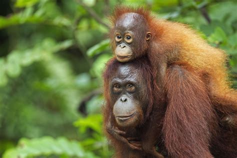 Why Bornean Orangutans Are Endangered and What We Can Do