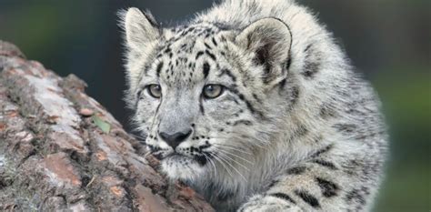 Snow Leopards Conservation Efforts in Central Asia