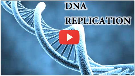 DNA Replication Animation - Medical Institution Video Tutorials