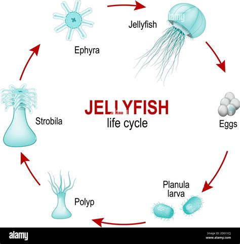 Box Jellyfish Life Cycle