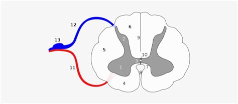 Download Diagram Of A Cross Section Of The Spinal Cord Showing ...