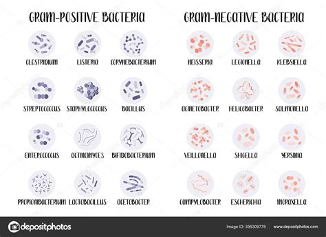 Gram Positive Gram Negative Bacteria Bacteria Classification Different ...