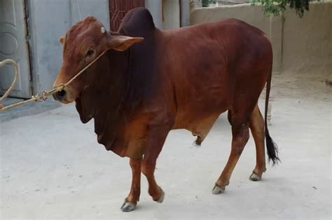 Sahiwal » Indian Cattle