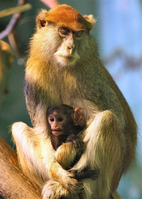 Photos of the Day: New Baby Patas Monkey At The Zoo - syracuse.com