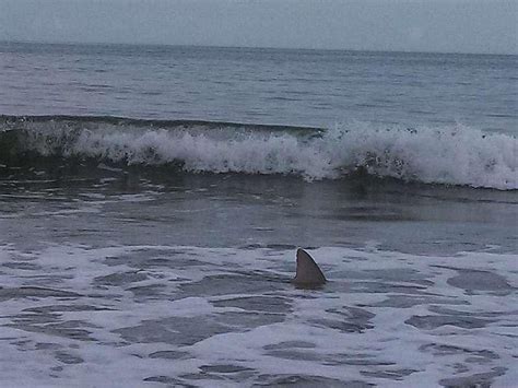 Are there sharks swimming near Belmar? - nj.com