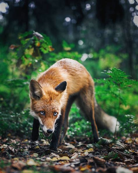 Photos Capture Finland’s Fairytale Forest Animals in the Wild