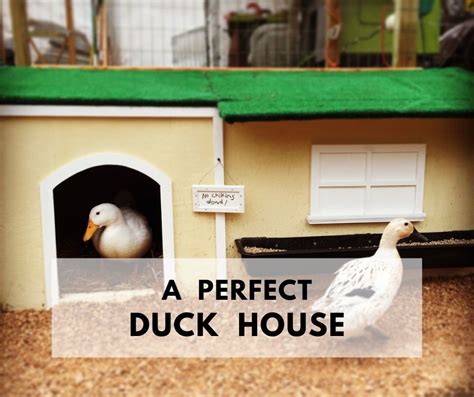 Domestic Duck House Plans Free - Modern Home Plans