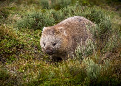 Kuschelige, pelzige, süße Wombats – Lia