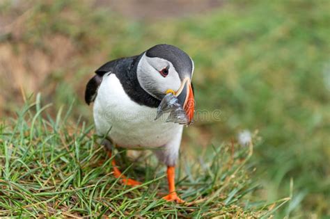 Puffin with Fish in His Mouth, Eating. Iceland Stock Image - Image of ...