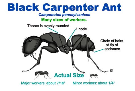 Carpenter Ants Biology and Habits | Do-It-Yourself Pest Control