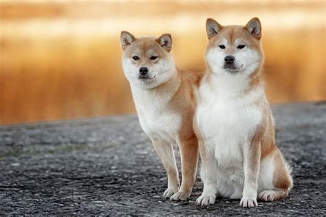 Shiba Inu