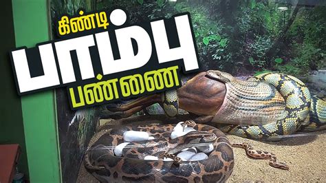 Guindy Snake Park/கிண்டி பாம்பு பண்ணை/Guindy National Park/Reptile park ...