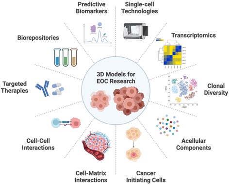 The applications of 3D spheroid, organoid and co-culture models for EOC ...